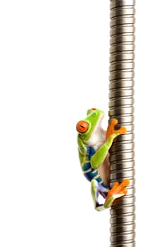 frog climbing on metal isolated on white