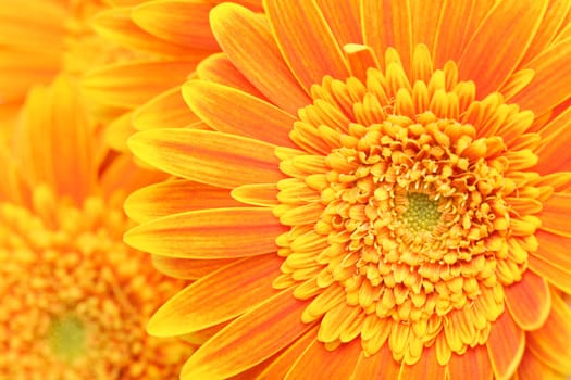 flower background