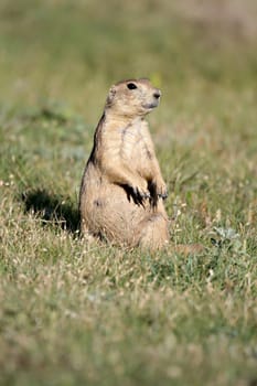 prairie dog sitting vigilant