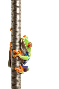 frog on metal spiral isolated