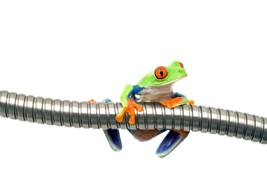 frog on metal isolated