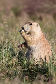 prarie dog eating