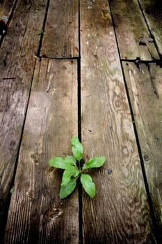 life and hope