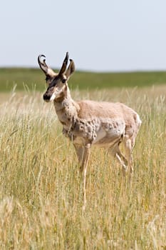 antelope