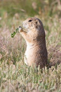 prarie dog eating