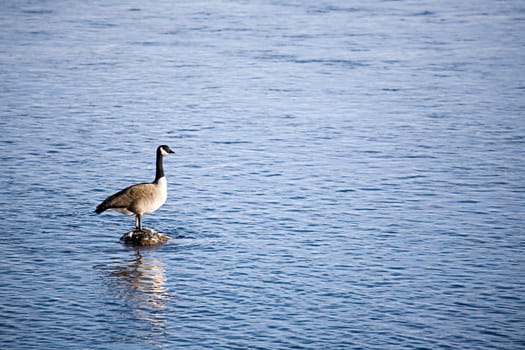 canada goose on river rock