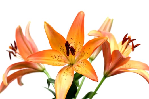 lily over white