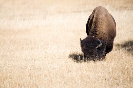 bison