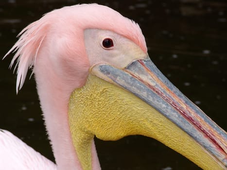 Pelican
