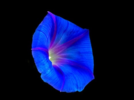 Ipomoea,Prunkwinde