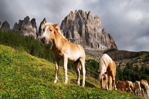 Alpine horses