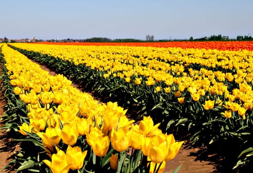 Yellow Tide