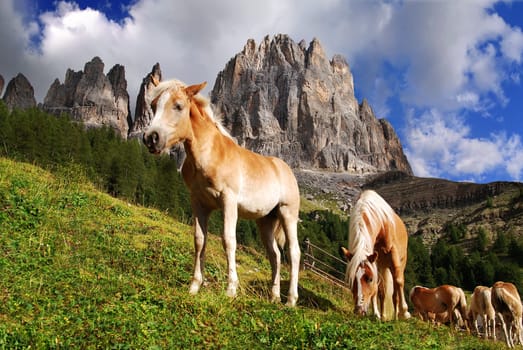 Alpine Horses 2