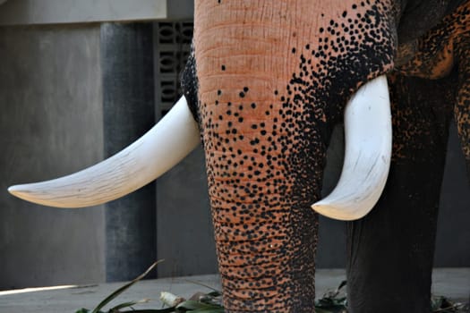 Ivory