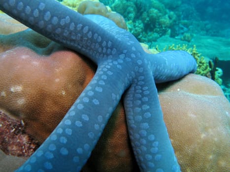 This starfish was photographed in North Sulawesi / Indonesia.