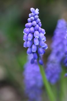 Grape hyacinth