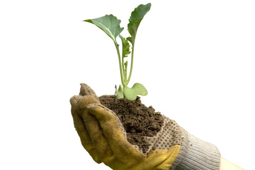 Young broccoli plant