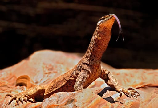 Taken in Karijini National Park in Western Australia. In other words,pure wildlife!