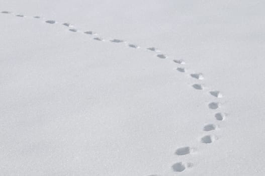 Snow - Tracks