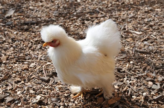 The somewhat lesser-known,small breed of Siamese pygmy silkhens.