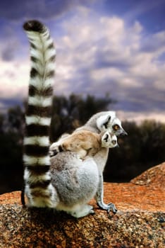 Lemurs