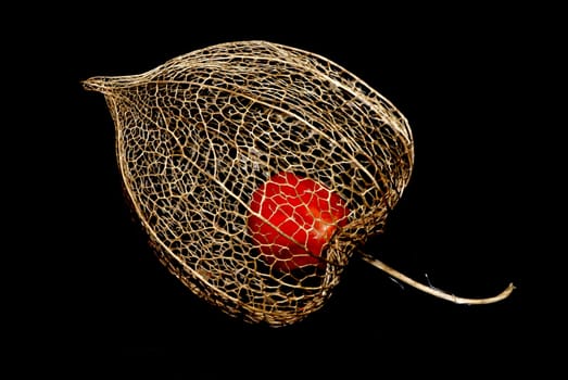 A former red lantern flower after overwintering,now only the vein skeleton is left and even the red fruit has remained in it