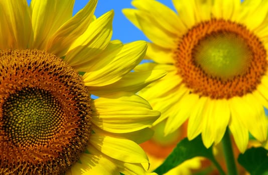 Sunflowers