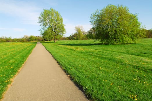 Summer landscape