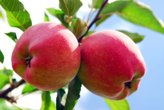 Apples