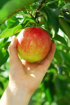 Picking an apple