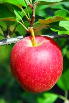 Apple on a tree