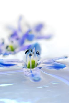 Floating flowers