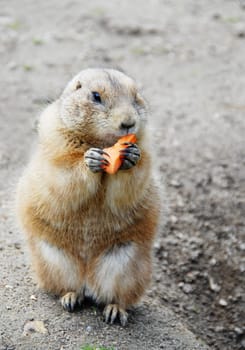 Carrot Day