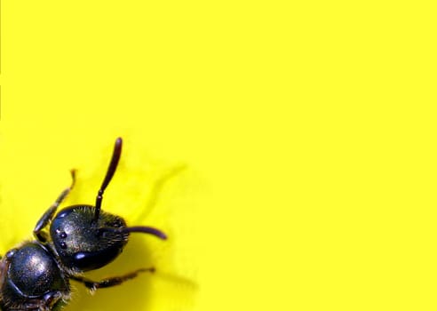 Insecta