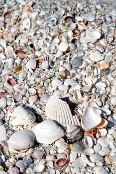Seashell Background
