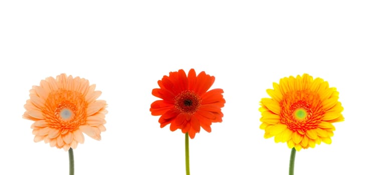 Gerbera