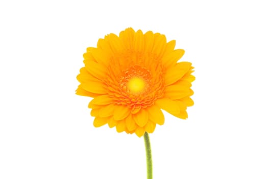 Gerbera
