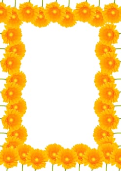 Gerbera Background