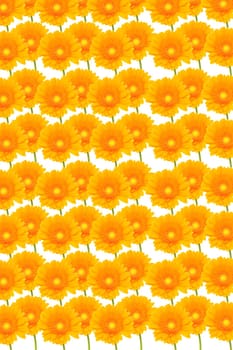 Gerbera Background