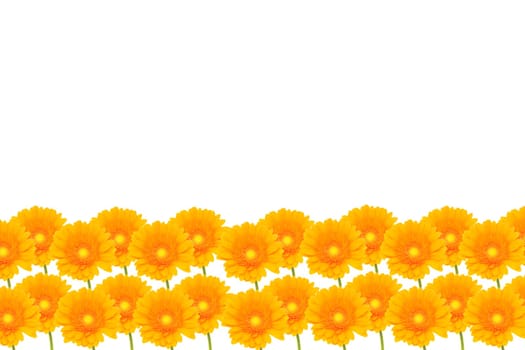 Gerbera Background