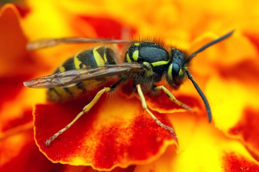 wasp on the flower
