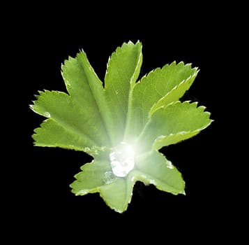 Lady's mantle with magic drop