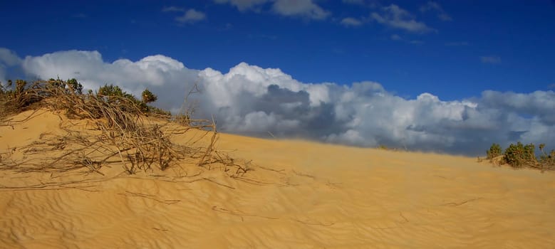 Desert Wind
