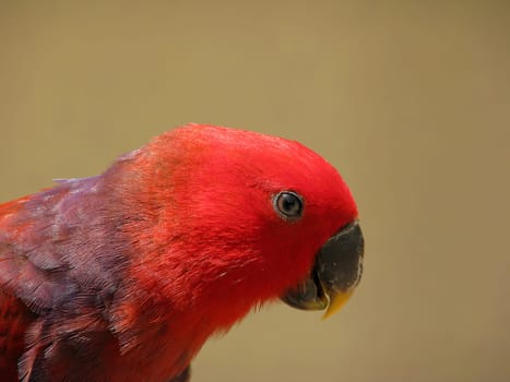 Red Noble Parrot