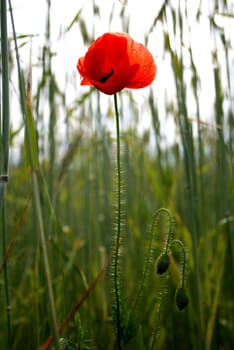 poppy