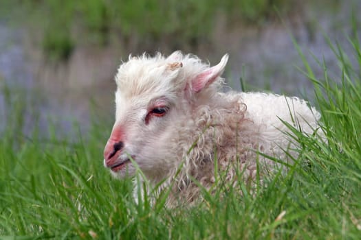 Sheep - Lamb