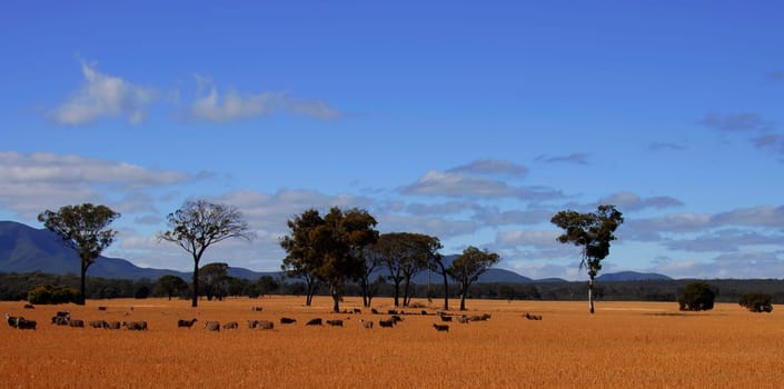 Stirling Range