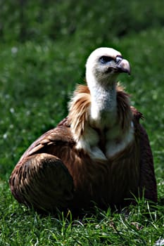 Griffon vulture
