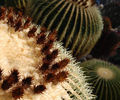 Cacti