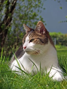 Cat Portrait